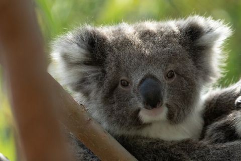 Ryan Reynolds unterstützt die schrägen Tiere